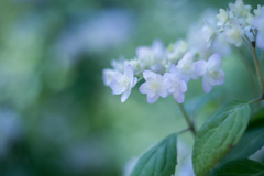 紫陽花 collection  2019-02