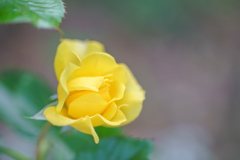 秋の薔薇・・・Ⅲ