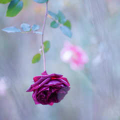 Rose collection ♡ 2017-33