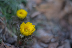 2026/02/10 春は黄色から・・・♡