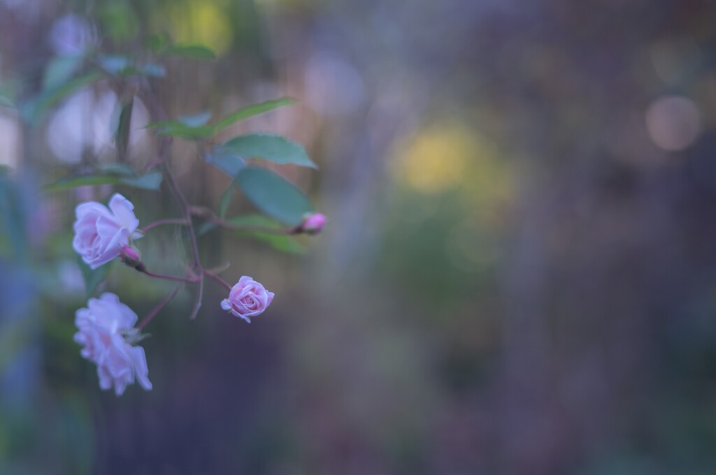 2025/11/04 Rose collection ♡ 36