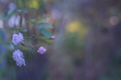 2025/11/04 Rose collection ♡ 36