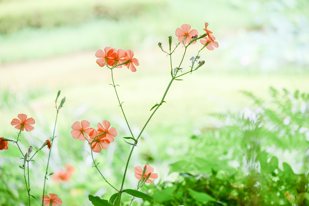 0806-250DSC_2324フシグロセンノウ