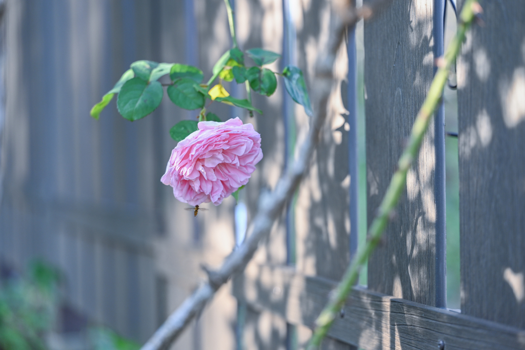 2024/10/31 Rose collection ♡ 23