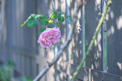 2024/10/31 Rose collection ♡ 23