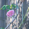 2024/10/31 Rose collection ♡ 23