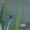 2025/07/31 チョウトンボ・・・♡