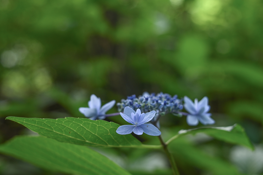 2023/07/10 紫陽花 collection ♡ 06