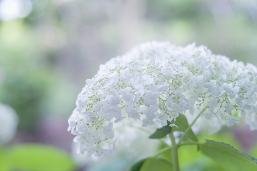 ＊20220708 紫陽花 collection ♡ 03