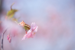 春の夢・・・♡