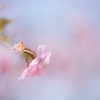 春の夢・・・♡