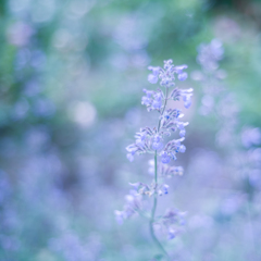 Blue for you・・・♪