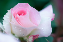 Rose collection ♡ 2017-04