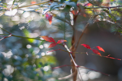 2025/12/11 Winter leaves ♡ 04