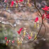 20211111 Natural ornaments・・・☆