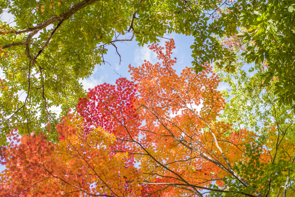 2022/10/31 紅葉だより・・・(^^♪