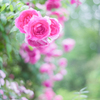 20210615 Rose collection ♡ 2021-12