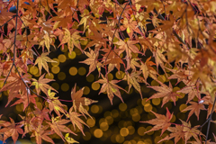 2024/11/29 準備中・・・☆