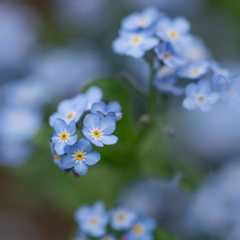 ♡ forget-me-not・・・♥