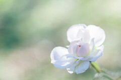20211014 Rose collection ♡ 2021-27