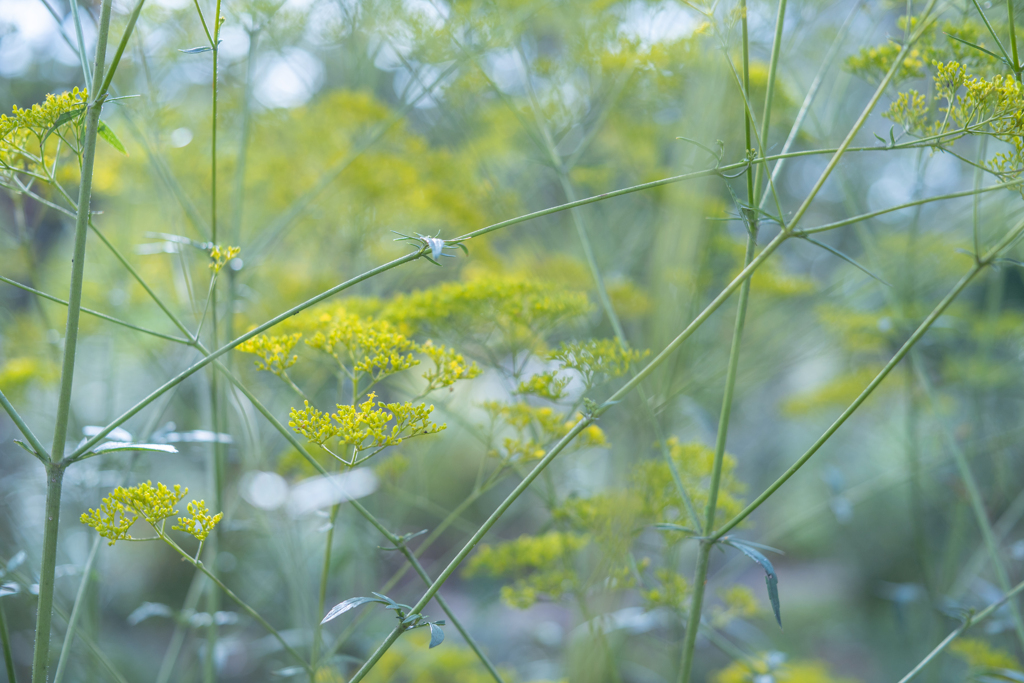2025/09/19 つぶつぶ粟花・・・♡