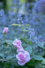 2025/06/13 Rose collection ♡ 18