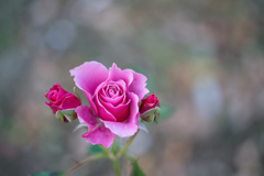 Rose collection ♡ 2017-35