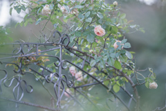 Rose collection ♡ 2017-32