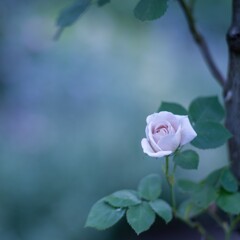 Rose collection ♡ 2020-13