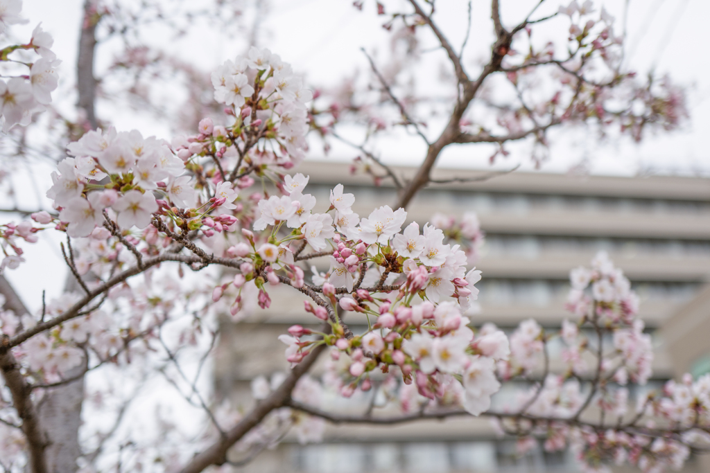 さくら・・・４月４日