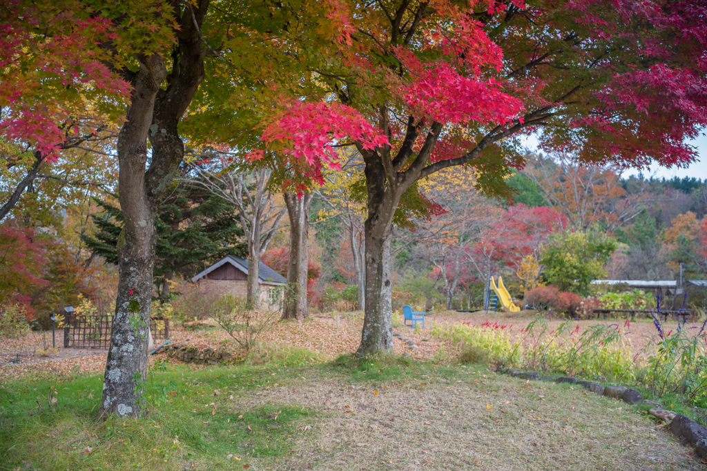 2022/11/11 Autumn colors・・・❤