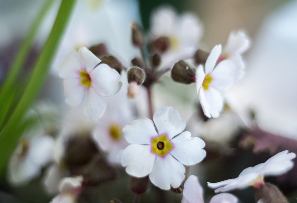 20210306 雪桜・・・♡