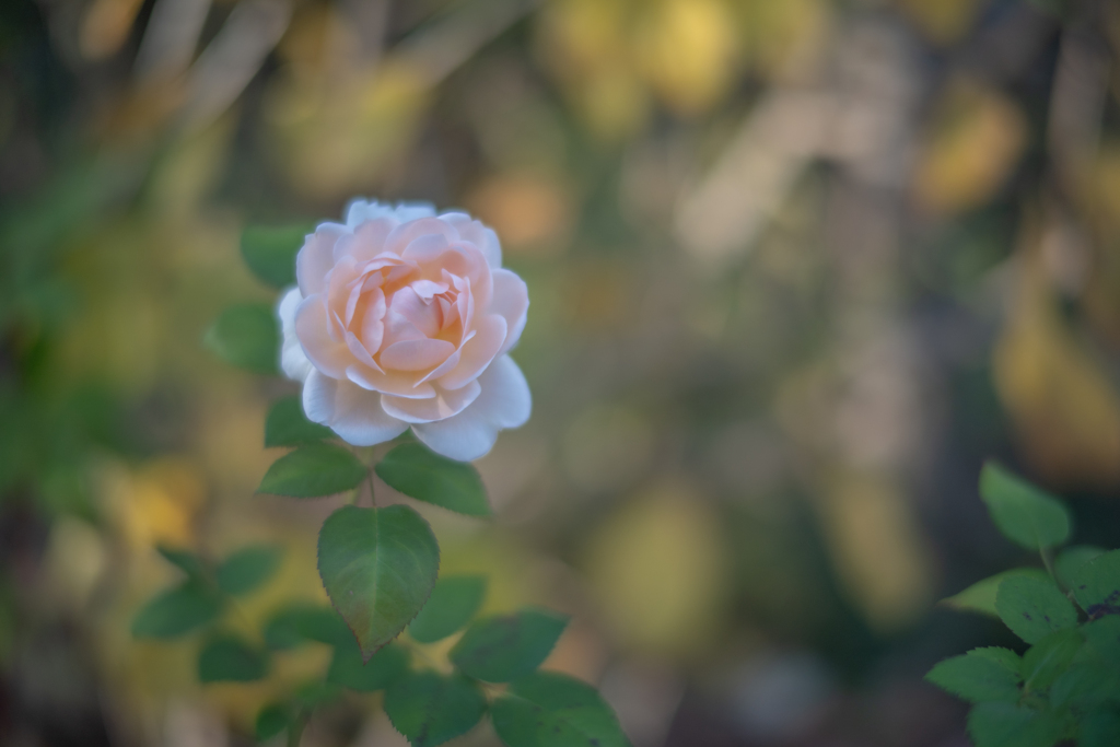 2025/11/14 Rose collection ♡ 44