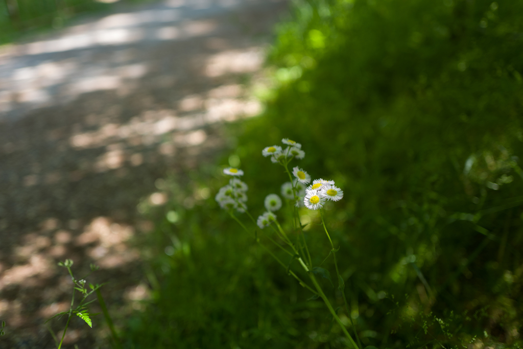 May breeze・・・♬