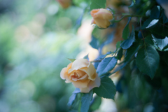 Rose collection  2019-02