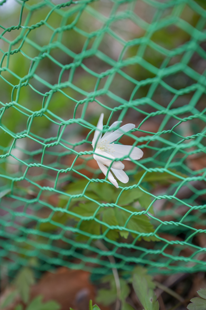 ＊耐え忍ぶ恋・・・♥