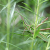 2024/08/17 ショウリョウバッタ(モドキ)