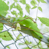 2025/04/28 ♥ fence ♥