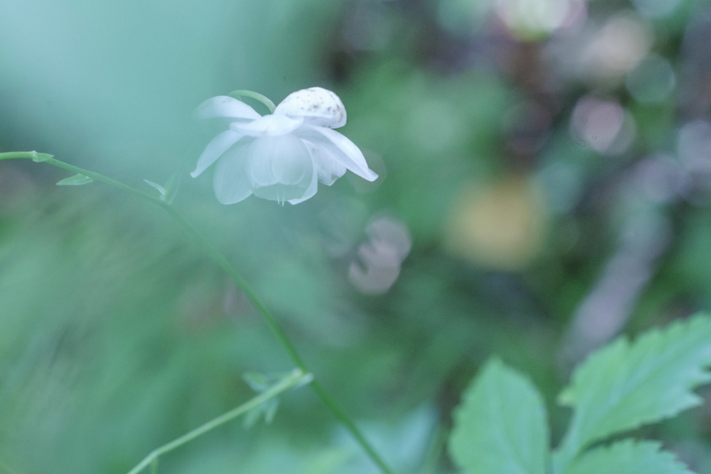 pure white・・・♡