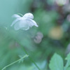 pure white・・・♡