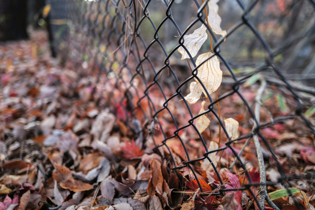 2023/12/02  ♥ fence ♥