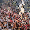 2023/12/02  ♥ fence ♥