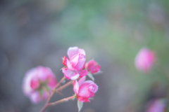 2025/11/20 Rose collection ♡ 47