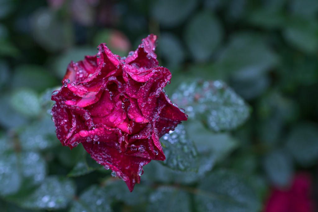 Rose collection  2018-15