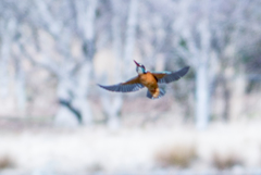 舞い上がれ・・・♬