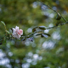 2024/09/27 Rose collection ♡ 19