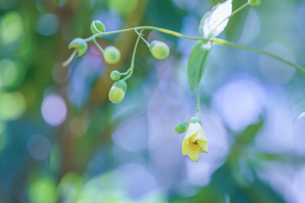 “幸せ”はひそやかに・・・♡