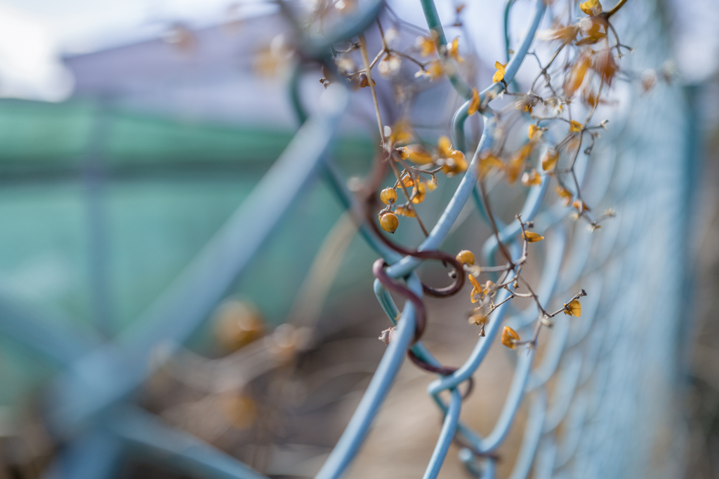 2024/02/10 ♥ fence ♥