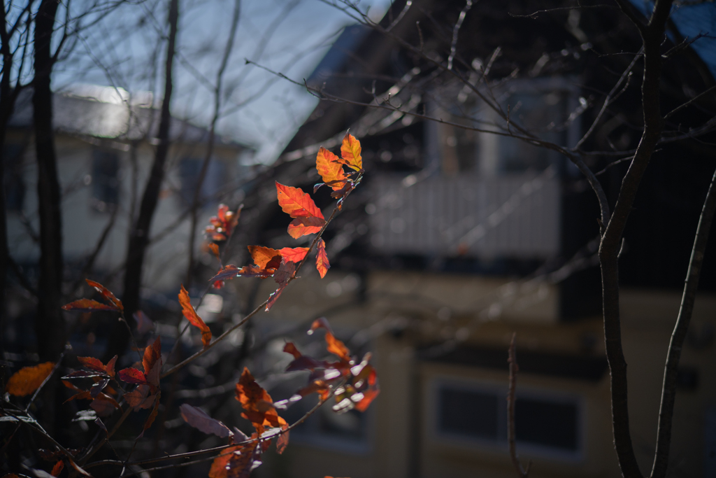 2025/11/29 Winter leaves ♡ 01