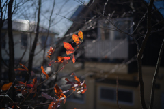 2025/11/29 Winter leaves ♡ 01